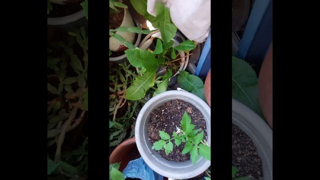 Балкон в цвету. Розы,пион,однолетние цветы,помидоры,пе смотреть онлайн