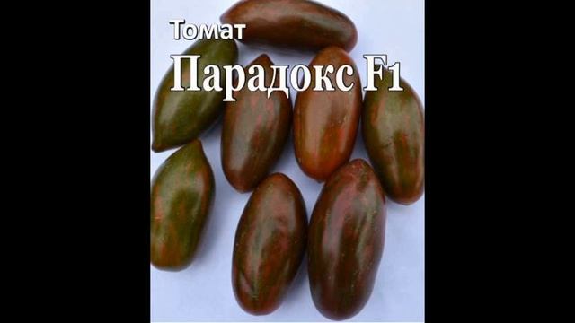 Самый лучший томат в мире 2024 г.! Высокоурожайный, вкусн