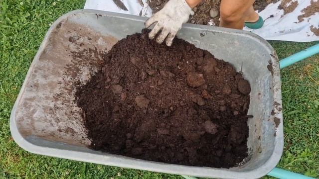 Посадка МЕТЕЛЬЧАТОЙ гортензии смотреть онлайн