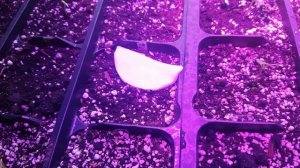 Снятие семенной кожуры с ростка острого перца / Removal of a