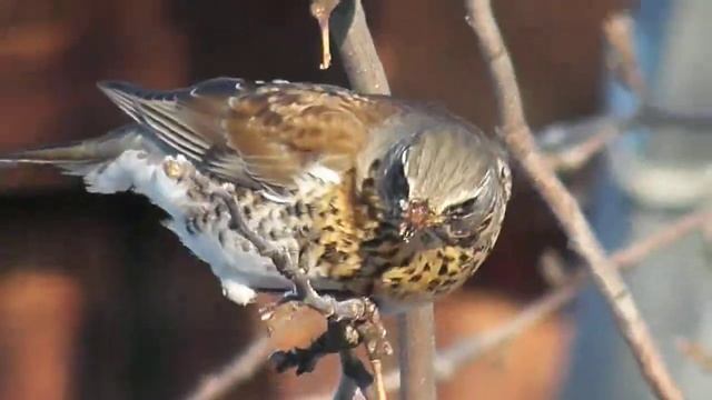 Птичка клюёт зимний медовый ранет