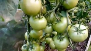 Томат Ля-ля-фа F1