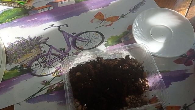 #бальзамин БАЛЬЗАМИН ПОСАДКА #посадкабальзамина#изсе? смотреть онлайн