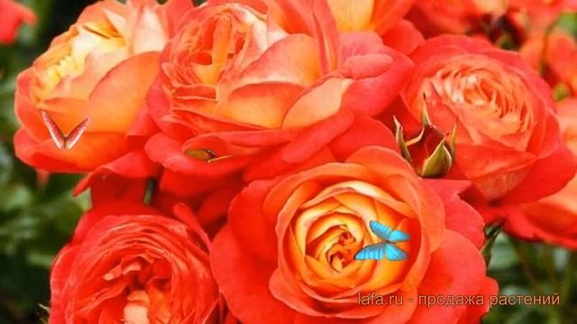 Роза флорибунда Мидсаммер (rose midsummer) 🌿 роза Мидсаммер смотреть онлайн