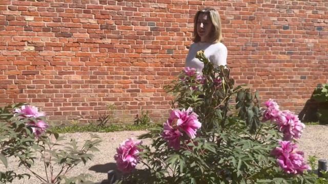 Древовидный пион: посадка, уход  и размножение  , легко