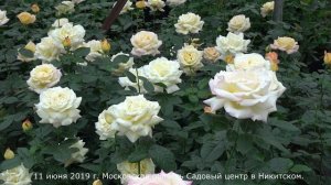 Обзор розы Глория Дей (Чайно гибридная) - Gloria Dei (Meilland, 194