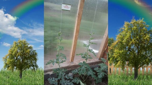 «Урожайная теплица» участник –   Наталья Попова