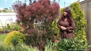 Самый НЕОБЫЧНЫЙ КУСТАРНИК для сада. СКУМПИЯ КОЖЕВЕННА