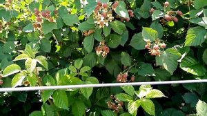 Ежевика - ежемалина разные сорта - обзор.