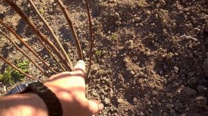 Ура Гранат просыпается, (выращивание граната в красно?