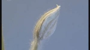 Стебель. Рост стебля в длину