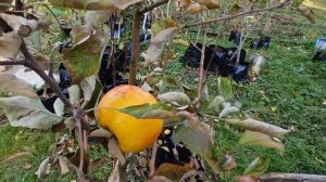 Яблоня сорт Целеста / краткий обзор