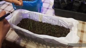 Лук из семян. Как правильно ухаживать за рассадой, что?