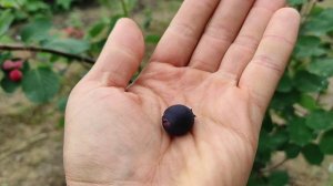 Ирга Канадская, сорта: Слейт, Мартин, Хоней Вуд, Мандам,