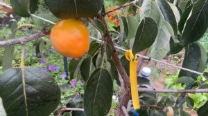 Октябрь. Поспела хурма сорт Прок. October. Persimmon Prok