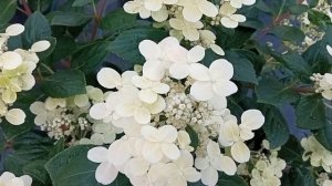 Цветение метельчатой гортензии Полистар (Polestar). Устой?