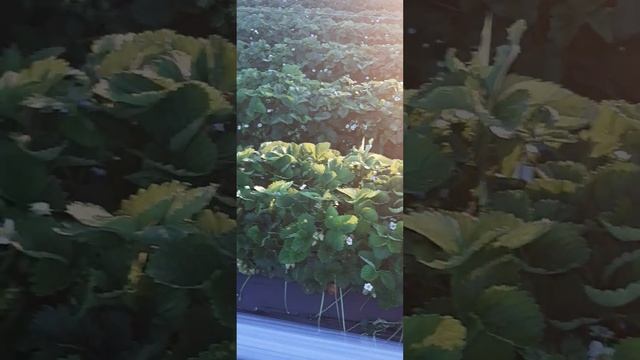 Обзор сортов клубники на 11.06.2024г. Южный Урал. смотреть онлайн