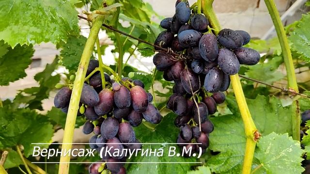 Ультраранние сорта винограда.