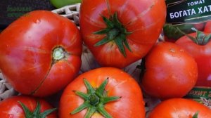 Томат БОГАТА ХАТА F1. Обзор сортов ТОМАТОВ!