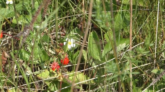 земляника на лугу смотреть онлайн