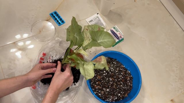 ЛУЧШИЙ ГРУНТ ДЛЯ СИНГОНИУМА/ ПЕРЕСАДКА СИНГОНИУМА КОН смотреть онлайн