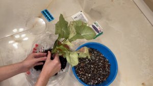 ЛУЧШИЙ ГРУНТ ДЛЯ СИНГОНИУМА/ ПЕРЕСАДКА СИНГОНИУМА КОН