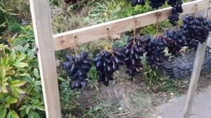 Виноград. находка Калугина, Черный кристалл, Альянс, Э?