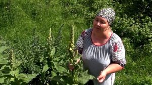 КОРОВЯК СКИПЕТРОВИДНЫЙ || Полезные свойства и примене?