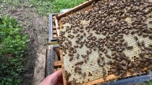 Собираю семью-воспитательницу для вывода маток