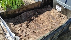 Кабачки и тыквы в пластиковых ящиках. Сорта кабачков, ?