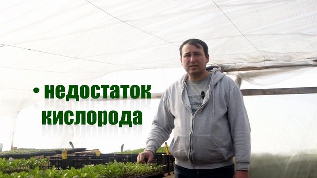 Цветы. Выращивание рассады при лимитирующих факторах. смотреть онлайн