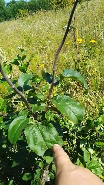 Привил дикую яблоню в мае и выросло два побега на метр. смотреть онлайн