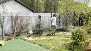 Обрезаю РАНЕТКУ, СИРЕНЬ. Формирую КЛЕН ГИННАЛА зонтик?
