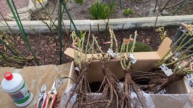 Саженцы роз от Марии Харченко. Сорт Медный Свет (Copper Ligh