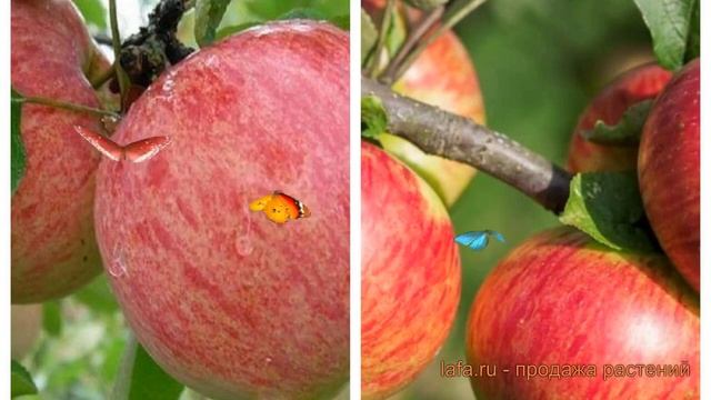 Яблоня обыкновенная Коричное полосатое-Медуница 🌿 о? смотреть онлайн