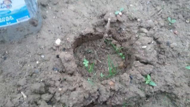 Как разбудить спящую почку на винограде в Подмосковье смотреть онлайн