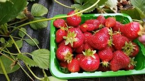 Сорт клубники СИРИЯ СУПЕР ЯГОДА!