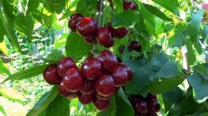 Черешня СТЕЛЛА: не требует опылителей / на 9 и 20 июня 2024?