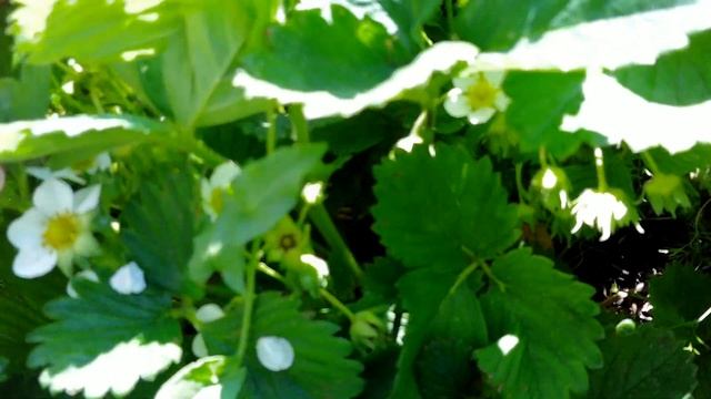 6 июня. Жара аж земля трескается.