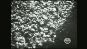 ПЧЕЛЫ И МУРАВЬИ. Учебный фильм по биологии.