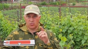 Что нужно сделать на винограде при цветении, чтобы зав