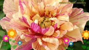 Пион ито Лоллипоп. Краткий обзор, описание характерис?