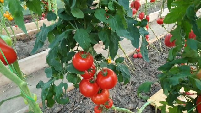 #12 Минусинские сорта завалили урожаем! 12.08.2024