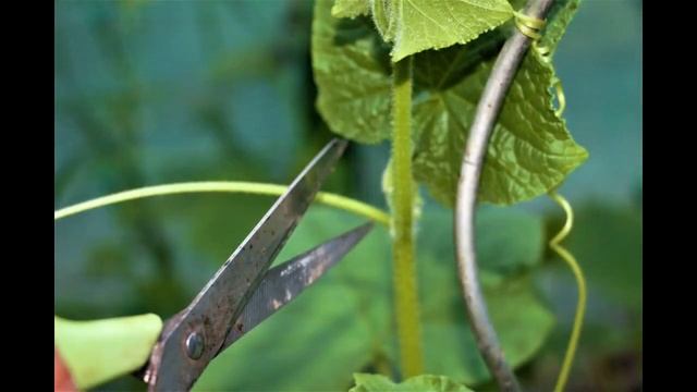 Пасынкование и формирование огурцов что бы огурчиков