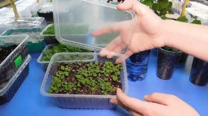 САМЫЙ ПРОСТОЙ СПОСОБ ВЫРАСТИТЬ ПЕТУНИЮ ИЗ СЕМЯН ! Поса