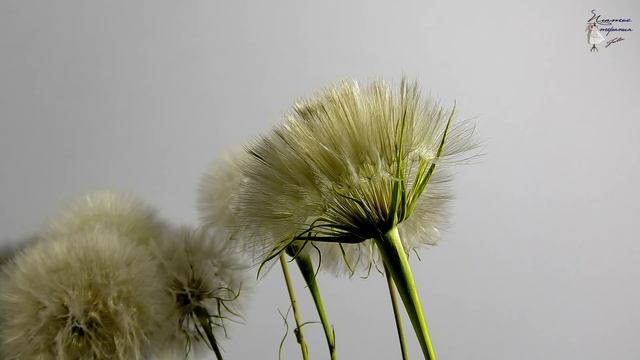 Amazing Tragopógon Time-Lapse / Гигантский одуванчик чудо природы