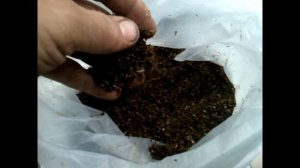 Продукт жизнедеятельности восковой моли (ПЖВМ)