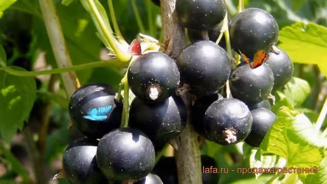 Смородина черная Деликатес (ribes nigrum delikates) 🌿 обзор: как смотреть онлайн