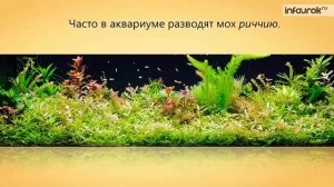 Мхи | Биология 6 класс #15 | Инфоурок