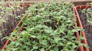 При какой температуре можно оставлять рассаду томато?